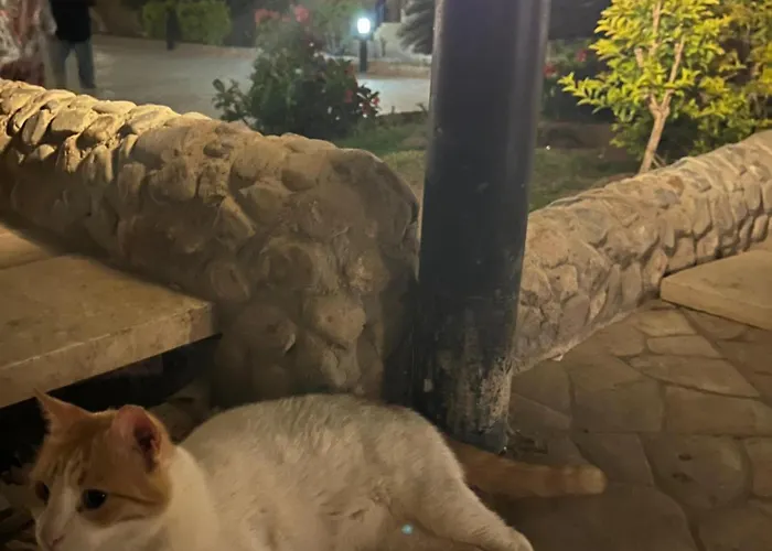 Cozy Poolside At Florenza Khamsin In *